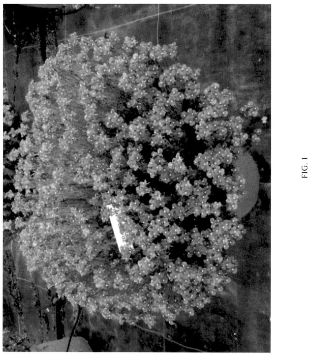Figure 1 of US plant patent PP36704, the photograph of KERNEMBIRD printed in the patent.