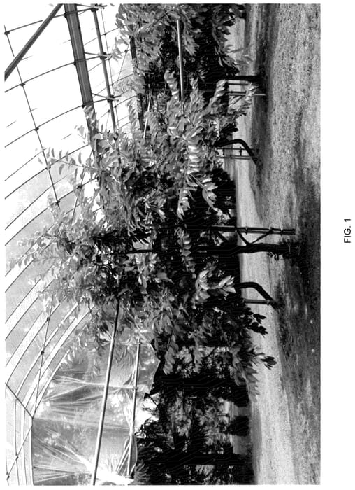 Figure 1 of US plant patent PP36706, the photograph of Himari printed in the patent.