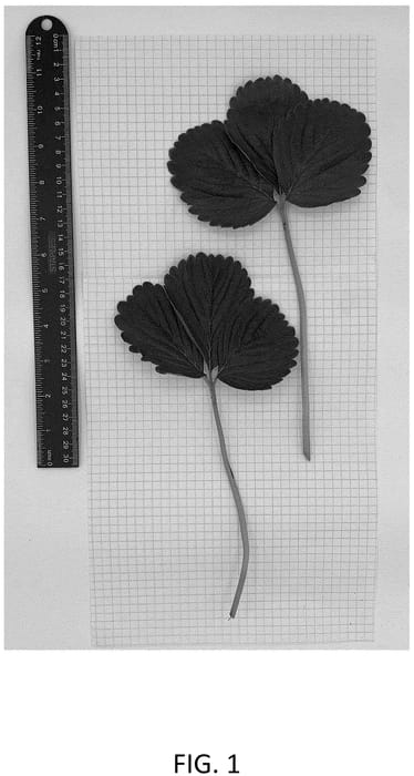 Figure 1 of US plant patent PP36707, the photograph of CBC017 printed in the patent.