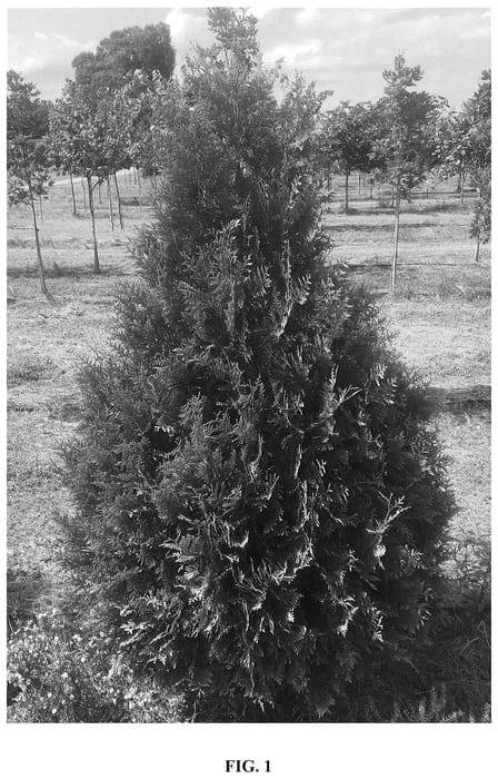 Figure 1 of US plant patent PP36708, the photograph of CFNI printed in the patent.