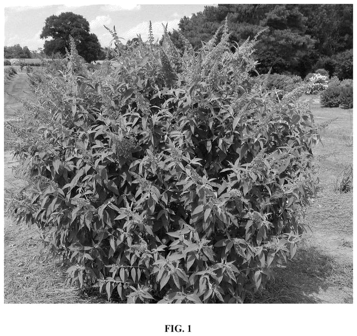 Figure 1 of US plant patent PP36709, the photograph of Bailbudone printed in the patent.