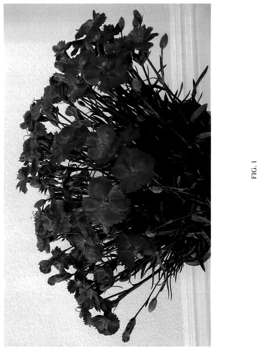 Figure 1 of US plant patent PP36710, the photograph of G19159 printed in the patent.