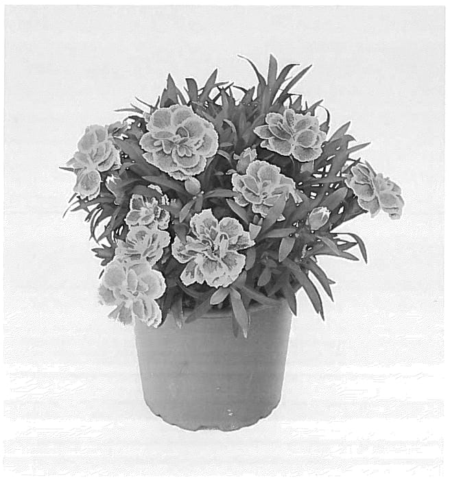 Figure 1 of US plant patent PP36711, the photograph of KLEDG24541 printed in the patent.