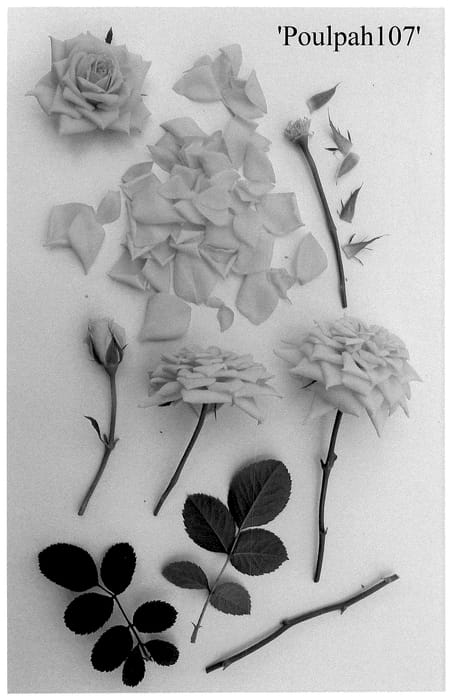 Figure 1 of US plant patent PP36712, the photograph of Poulpah107 printed in the patent.