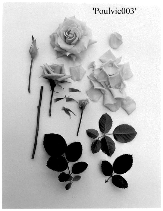 Figure 1 of US plant patent PP36713, the photograph of Poulvic003 printed in the patent.