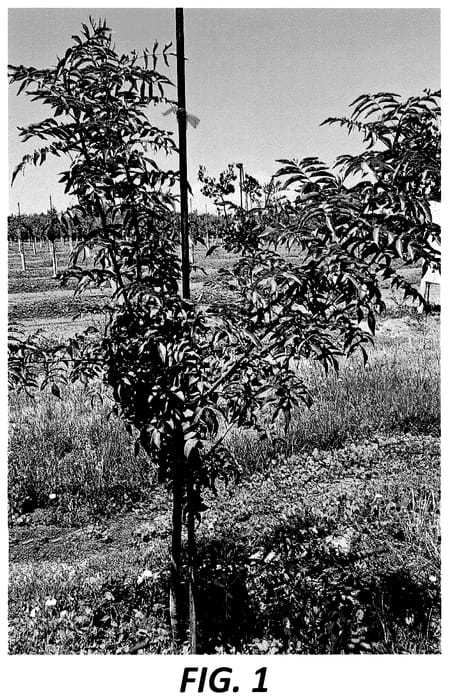 Figure 1 of US plant patent PP36714, the photograph of 19PaPi-SY printed in the patent.