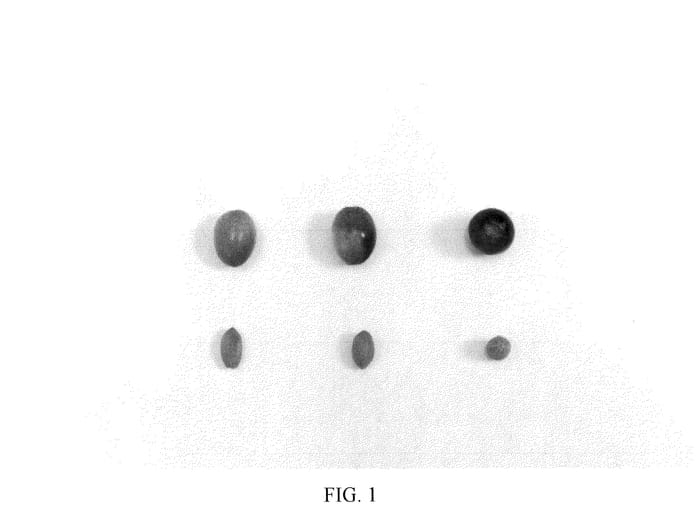 Figure 1 of US plant patent PP36715, the photograph of I 101 printed in the patent.