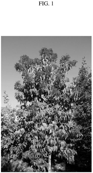 Figure 1 of US plant patent PP36716, the photograph of JFS GM1HM printed in the patent.