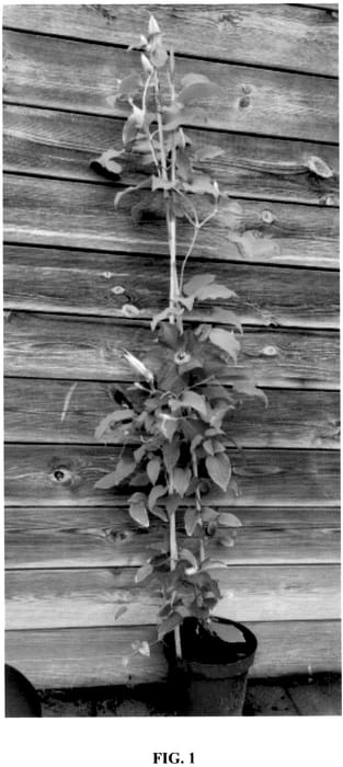 Figure 1 of US plant patent PP36717, the photograph of EviGsy152 printed in the patent.