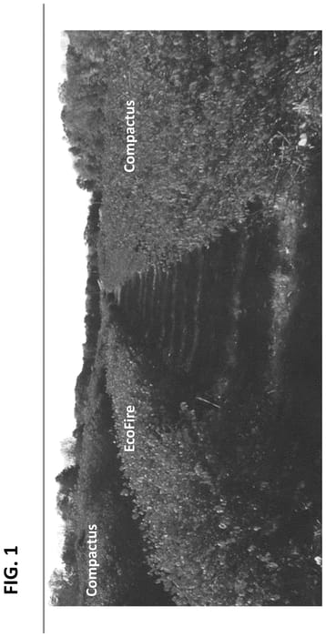 Figure 1 of US plant patent PP36718, the photograph of EcoFire printed in the patent.