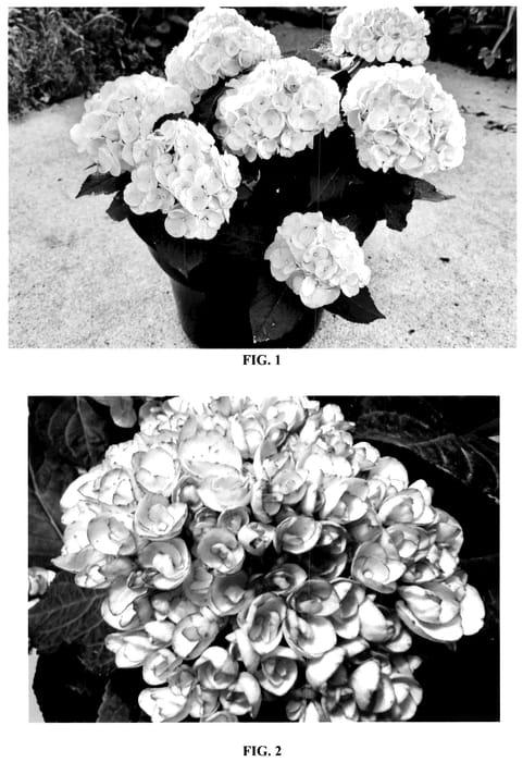 Figure 1 of US plant patent PP36719, the photograph of Hokomamipe printed in the patent.