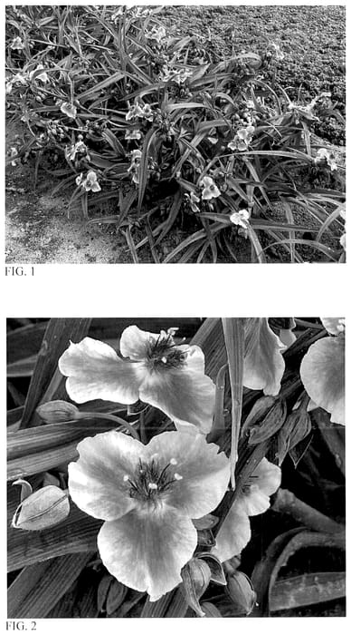 Figure 1 of US plant patent PP36720, the photograph of Webmaster printed in the patent.