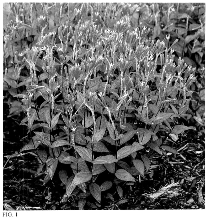 Figure 1 of US plant patent PP36721, the photograph of Orange Slices printed in the patent.