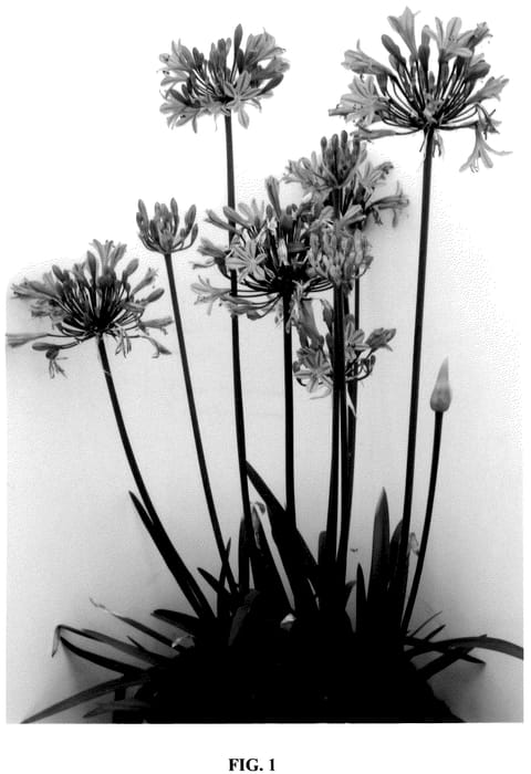 Figure 1 of US plant patent PP36722, the photograph of FO21BM110 printed in the patent.