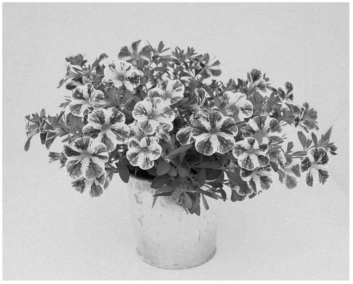Figure 1 of US plant patent PP36723, the photograph of KLECA23916 printed in the patent.