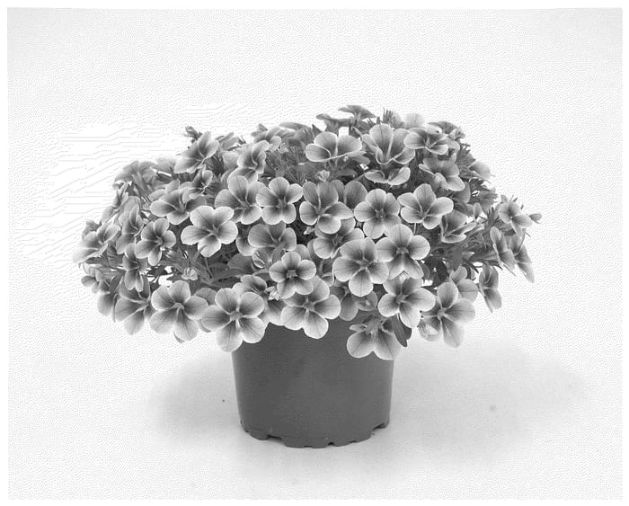Figure 1 of US plant patent PP36724, the photograph of KLECA23958 printed in the patent.