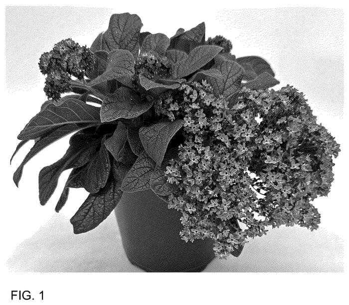 Figure 1 of US plant patent PP36725, the photograph of INHELAROPU printed in the patent.