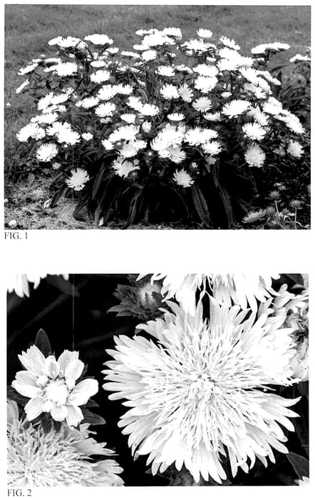 Figure 1 of US plant patent PP36726, the photograph of Whitecaps printed in the patent.