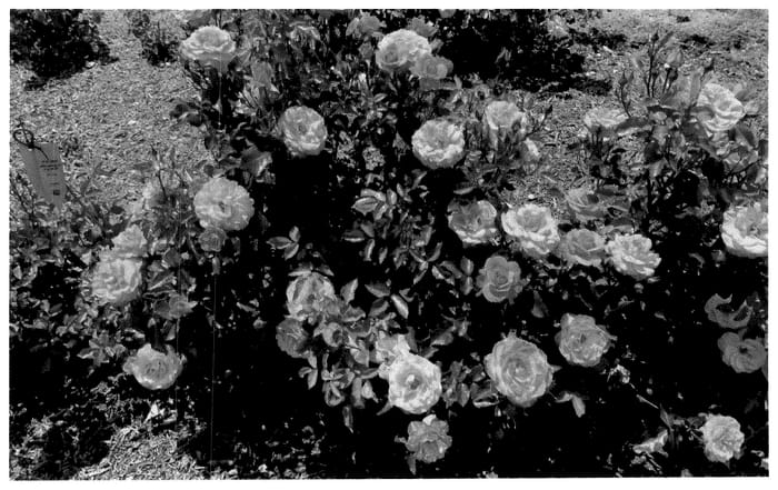 Figure 1 of US plant patent PP36727, the photograph of KORneukap printed in the patent.