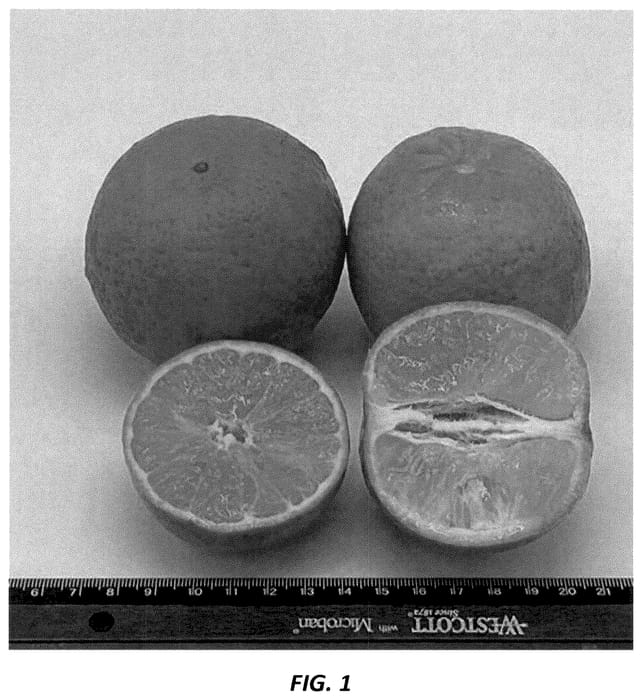 Figure 1 of US plant patent PP36728, the photograph of N40W-5-1 printed in the patent.