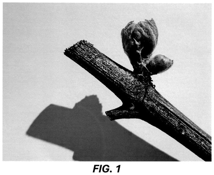 Figure 1 of US plant patent PP36729, the photograph of Resilience printed in the patent.