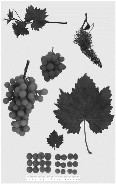 Figure 1 of US plant patent PP36730, the photograph of BLOMG03 printed in the patent.