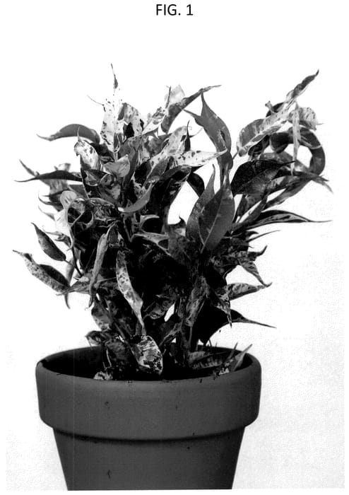 Figure 1 of US plant patent PP36731, the photograph of YAMKIMA printed in the patent.