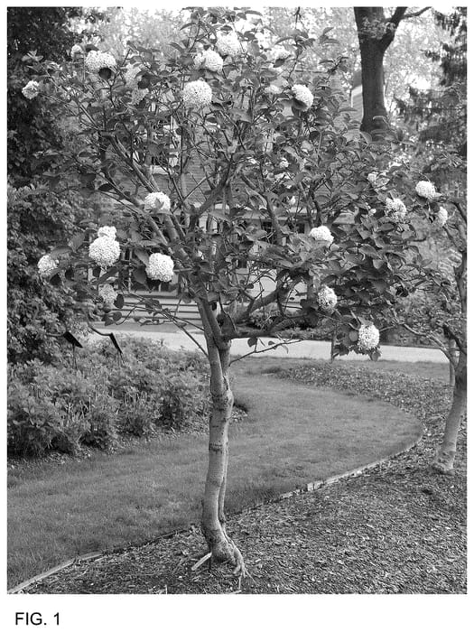 Figure 1 of US plant patent PP36732, the photograph of SMNVCST printed in the patent.