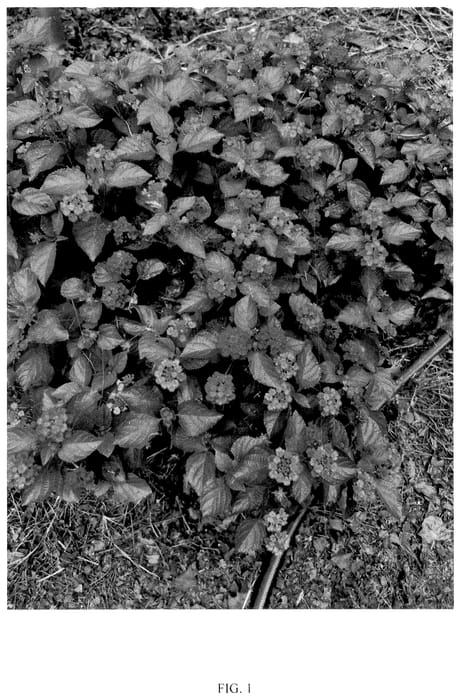 Figure 1 of US plant patent PP36733, the photograph of RHLC2019 printed in the patent.