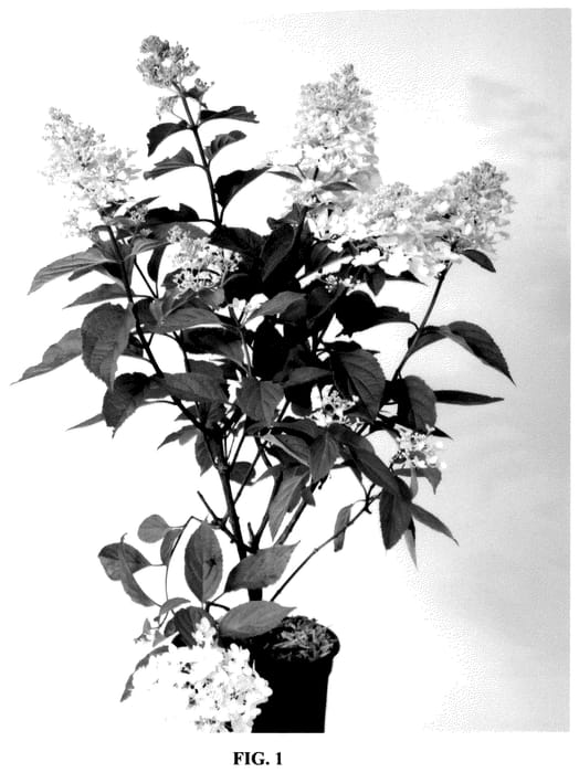 Figure 1 of US plant patent PP36735, the photograph of Bokomabo printed in the patent.