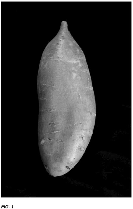 Figure 1 of US plant patent PP36736, the photograph of LA18-100 printed in the patent.