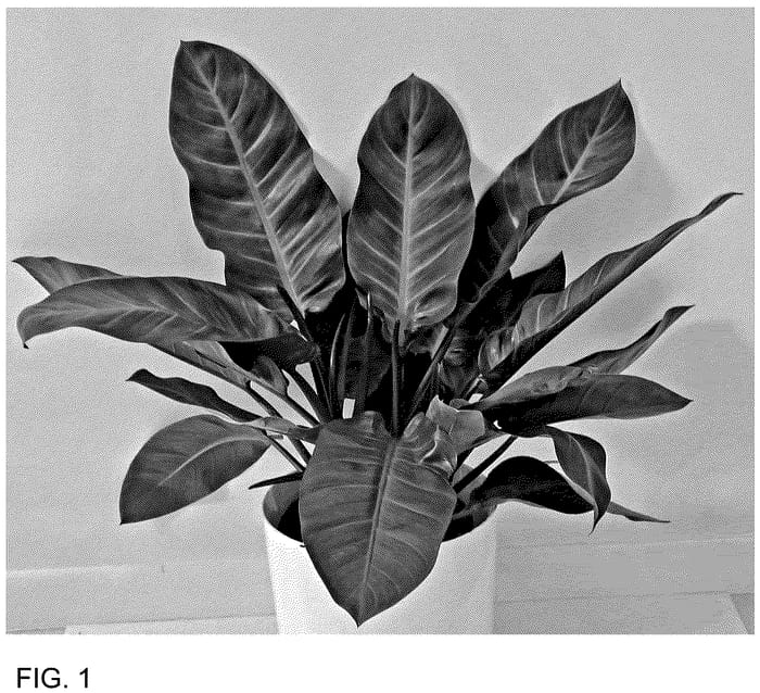 Figure 1 of US plant patent PP36737, the photograph of MUKCHOC printed in the patent.
