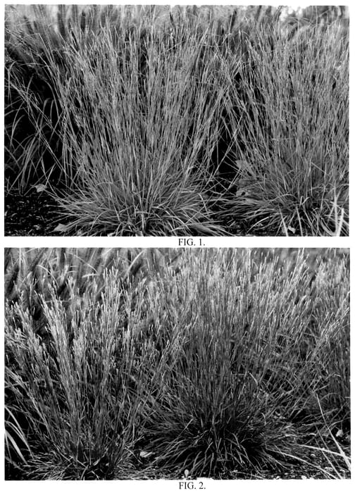 Figure 1 of US plant patent PP36738, the photograph of Little Red Fox printed in the patent.