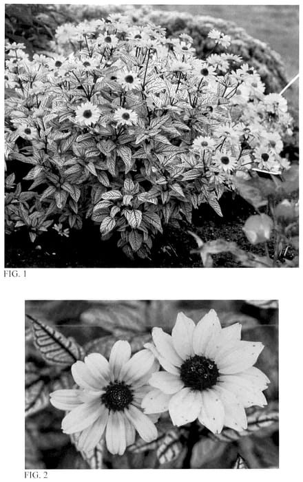 Figure 1 of US plant patent PP36739, the photograph of Touch of Blush printed in the patent.