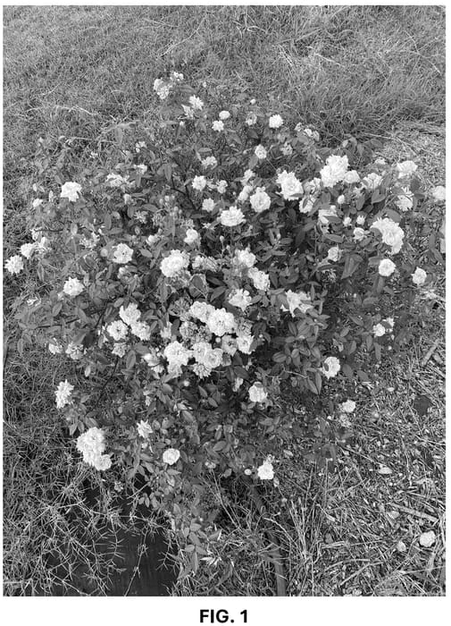 Figure 1 of US plant patent PP36740, the photograph of ARE24PMMN printed in the patent.