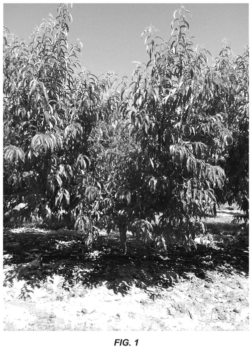 Figure 1 of US plant patent PP36741, the photograph of CaroRes Delight printed in the patent.