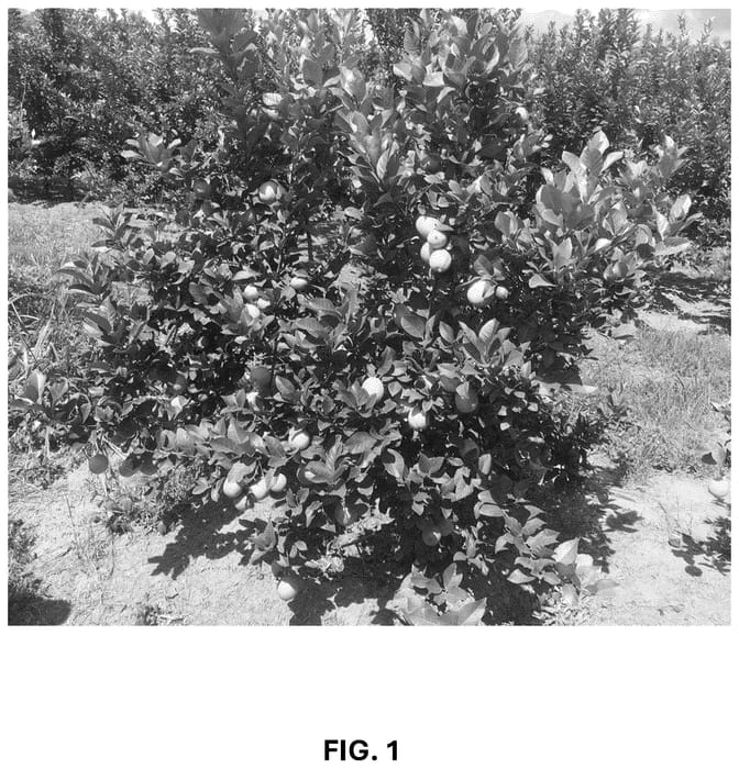 Figure 1 of US plant patent PP36742, the photograph of CE-D5-1-9-42 printed in the patent.