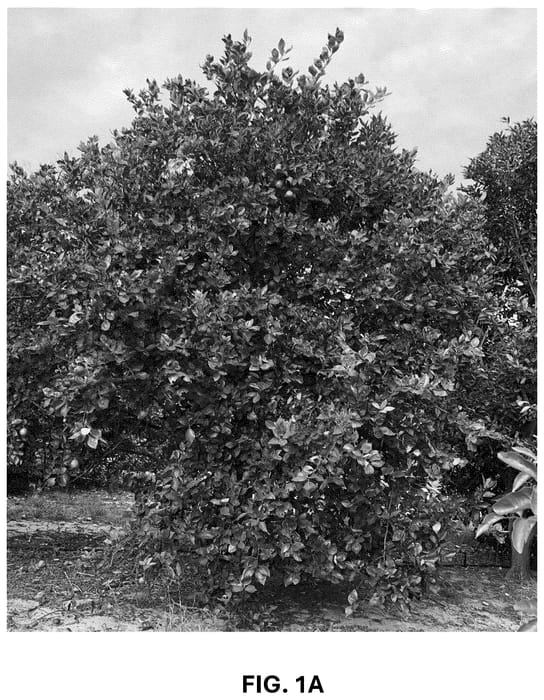 Figure 1 of US plant patent PP36743, the photograph of UF 1859 printed in the patent.