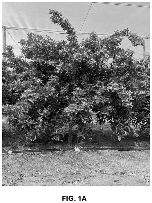Figure 1 of US plant patent PP36744, the photograph of RES 19-56 printed in the patent.