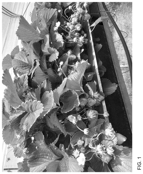 Figure 1 of US plant patent PP36745, the photograph of Cadenza printed in the patent.