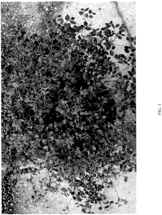 Figure 1 of US plant patent PP36746, the photograph of LRD-18-20 printed in the patent.