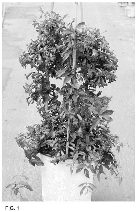 Figure 1 of US plant patent PP36747, the photograph of SMNBFW printed in the patent.