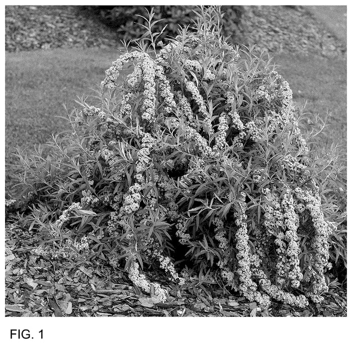 Figure 1 of US plant patent PP36748, the photograph of SMNBAB printed in the patent.