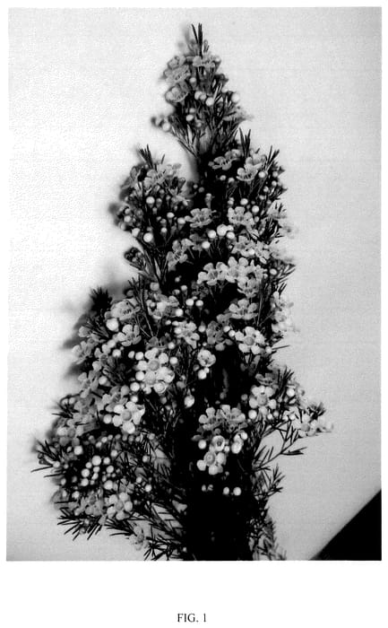 Figure 1 of US plant patent PP36749, the photograph of ARBEL printed in the patent.