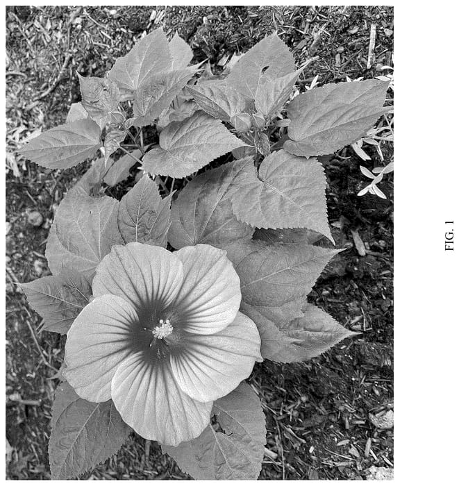 Figure 1 of US plant patent PP36750, the photograph of G21087 printed in the patent.