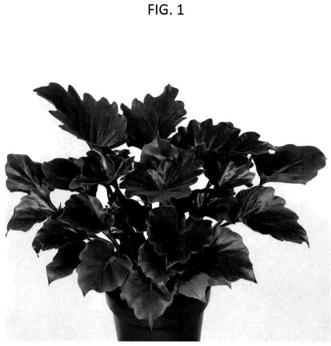 Figure 1 of US plant patent PP36751, the photograph of PHELST01 printed in the patent.