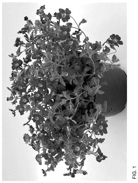 Figure 1 of US plant patent PP36752, the photograph of INJAMLAVFL printed in the patent.