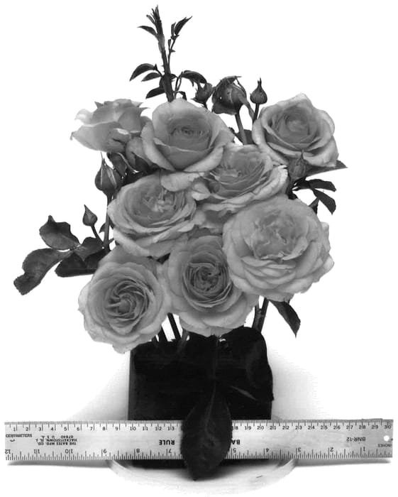 Figure 1 of US plant patent PP36753, the photograph of WEKaltbeba printed in the patent.