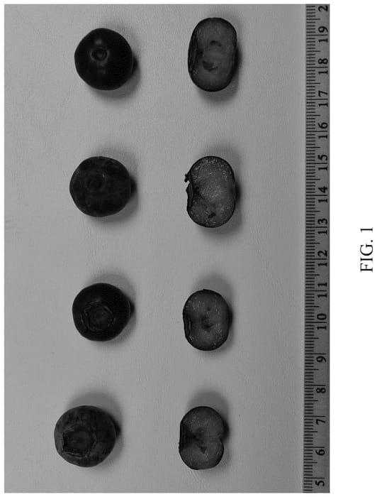 Figure 1 of US plant patent PP36754, the photograph of DrisBlueThirtyOne printed in the patent.