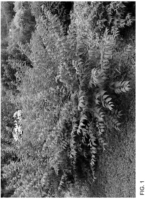 Figure 1 of US plant patent PP36755, the photograph of SMNPJL printed in the patent.